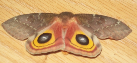 Moth2.jpg
