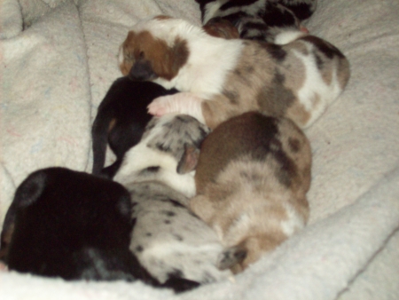 Puppies-lapful10-22b.jpg