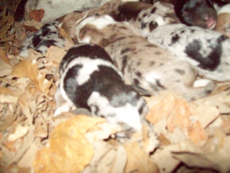 puppies-10-16b.jpg