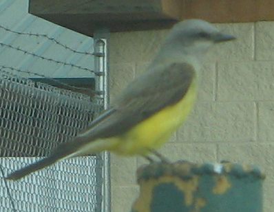 yellowbreastbird2.jpg